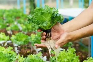 Kisah Sukses Petani Gen Z Kembangkan Kebun Hidroponik dengan AI dan Tenaga Surya sayuran hidroponik