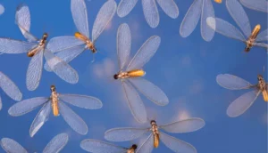 Muncul Laron di Rumah, Apakah Tanda Ada Sarang Rayap? Ini Penjelasannya laron